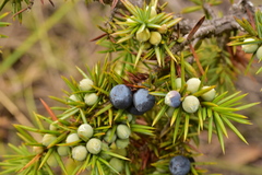 Juniperus communis communis