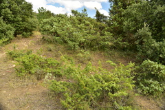 Juniperus communis communis