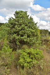 Juniperus communis communis