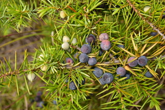 Juniperus communis communis