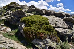 Juniperus communis hemisphaerica