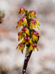 Genoplesium pumilum