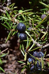 Juniperus communis hemisphaerica