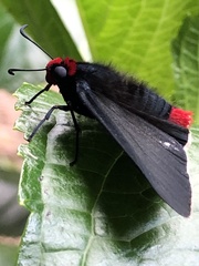 Pyrrhopyge
