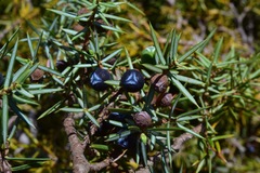 Juniperus communis hemisphaerica