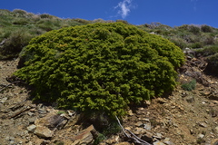 Juniperus communis hemisphaerica