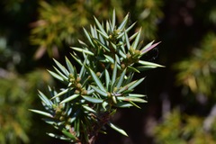 Juniperus communis hemisphaerica