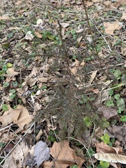 Juniperus virginiana