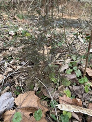 Juniperus virginiana