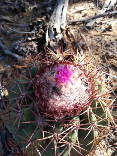 Melocactus curvispinus ssp. caesius