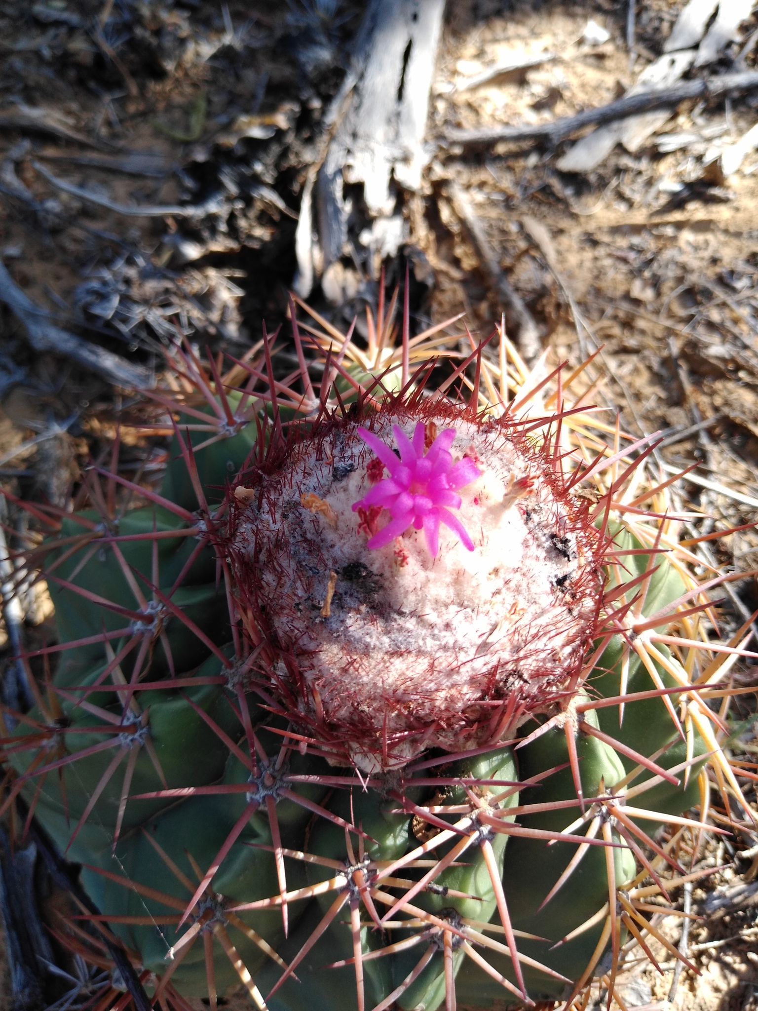 Melocactus curvispinus ssp. caesius