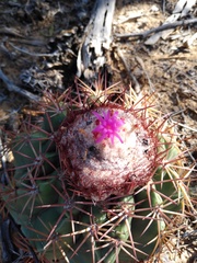 Melocactus curvispinus caesius