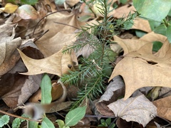 Juniperus virginiana