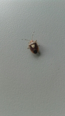 Pentatomidae