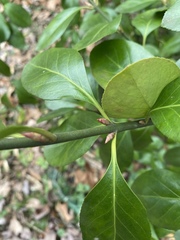 Euonymus