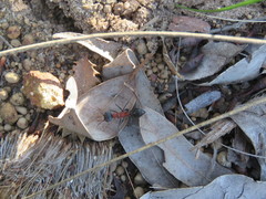 Myrmecia chasei