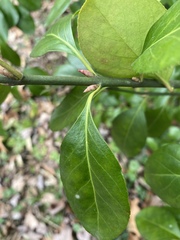 Euonymus