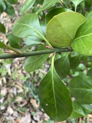 Euonymus