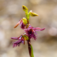 Genoplesium morrisii