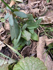 Euonymus