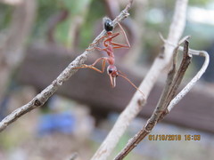 Myrmecia vindex
