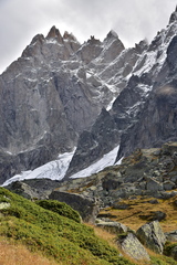 Juniperus communis saxatilis