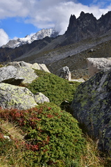Juniperus communis saxatilis