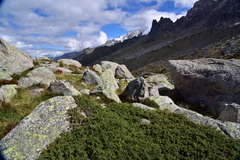Juniperus communis saxatilis