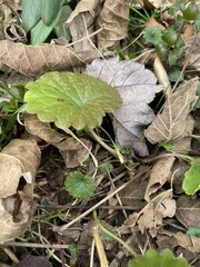 Glechoma hederacea
