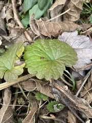 Glechoma hederacea