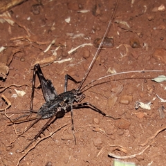 Eidmanacris