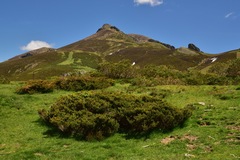 Juniperus communis saxatilis