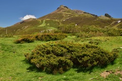 Juniperus communis saxatilis