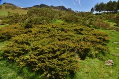 Juniperus communis saxatilis