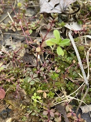 Galium