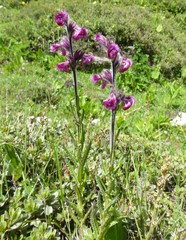 Pedicularis trichoglossa