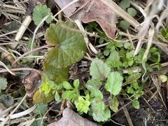 Galium