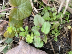 Galium