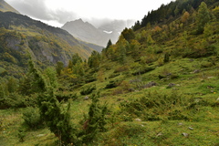 Juniperus communis saxatilis