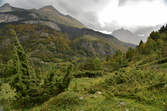 Juniperus communis saxatilis