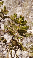 Larrea nitida