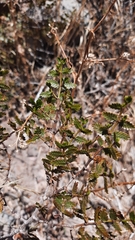 Larrea nitida