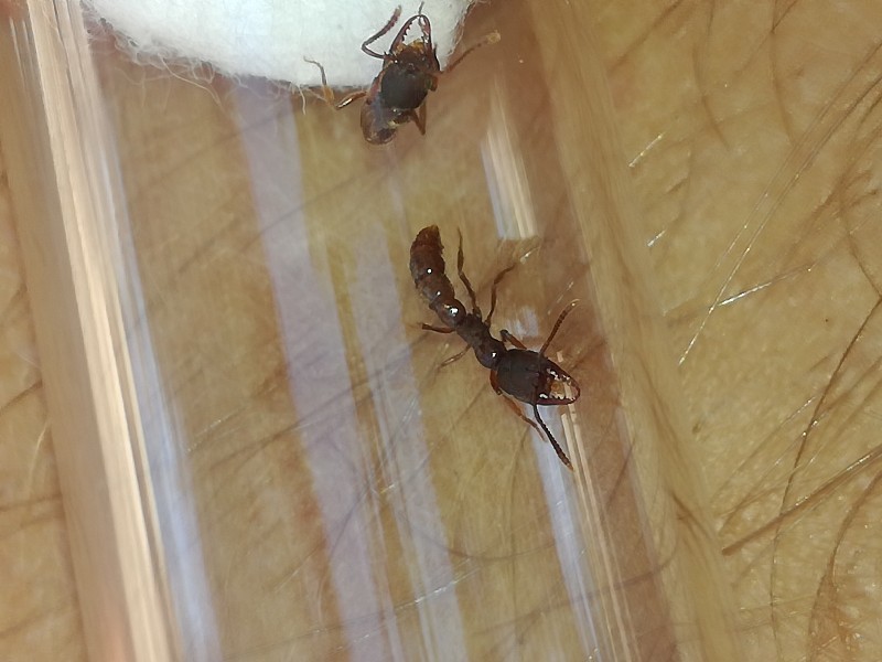 Stigmatomma impressifrons