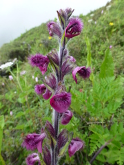 Pedicularis trichoglossa
