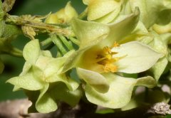 Antigonon flavescens
