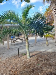 Pseudophoenix sargentii