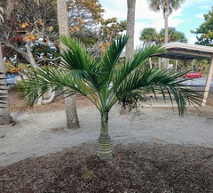 Pseudophoenix sargentii