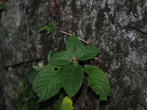 Paraboea paramartinii