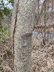 Acer rubrum