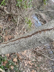 Acer rubrum